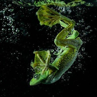 Логотип @toadshitpost - Настоящий щитпост