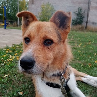 Логотип @tobbik_dog - .