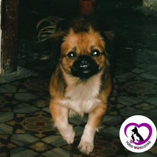 Логотип @todomascotas_cu - 🇨🇺TODO MASCOTAS🐾®ᴼᶠᶦᶜᶦᵃˡ