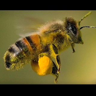 Логотип @todoparaapiculturaarg_biblioteca - "TODO PARA APICULTURA" - BIBLIOTECA VIRTUAL GRATUITA