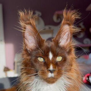 Логотип @togetherninelives - Мейнкун питомник Togetherninelives