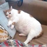 TikTok Collection💎