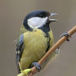 Логотип @tokelllllaaaaaaaaa - сам себе творец