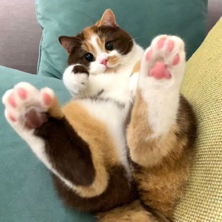 Логотип @tolkosmeshnoe - Животный позитив🐱