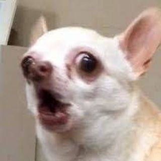 Логотип @tolstumor - ЧихуЯхуЯ животный юмор