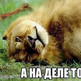 Логотип @tolstylev - а на деле толстый лев