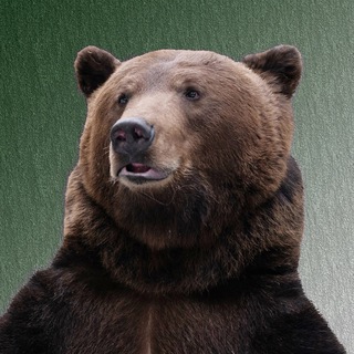 Логотип @tom_bear - Медведь Том