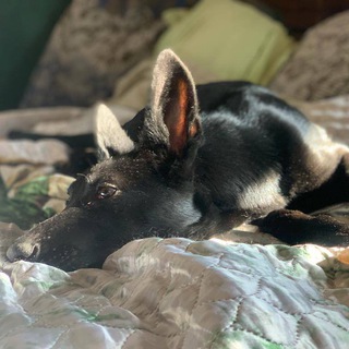 Логотип @tomasyka - Dvor_klepa