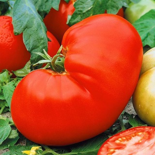 Логотип @tomatfm - ТоматФМ