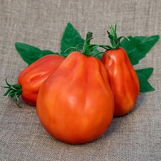 Логотип @tomatnirai - Томатный Рай