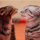 Логотип @tomsk_099 - Милый Томск, поговорим?!