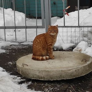 Логотип @tomskie_novosti - МОЙ ТОМСК