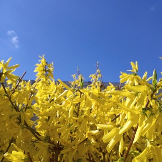 Логотип @tomushchohelleborus - квітковий сомельє