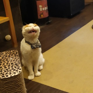 Логотип @tondemonaiyatsu - Будни унылой понаехавшей