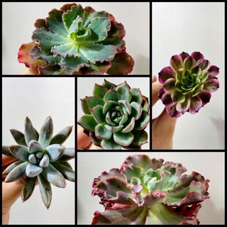 Логотип @tonsucculents - Succulents Dreams TON NFT