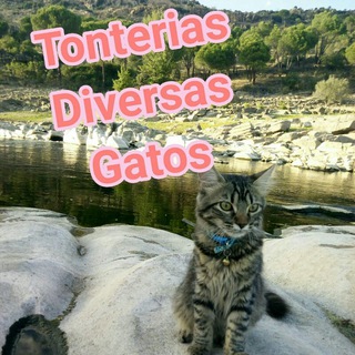 Логотип @tonteriasvariasgatos - Tonterias varias gatos grupo