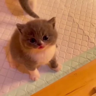 Логотип @top_cats - КОТЯТА-НЕВДУПЛЯТА