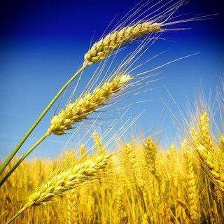 Логотип @top_profitable - Мнение - новостной хаб.
