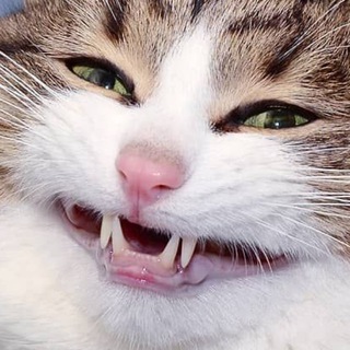 Логотип @topachan - Топач