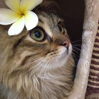 Логотип @topcatstg - Котятник 🐈