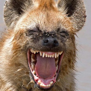 Логотип @topecz - Топчик