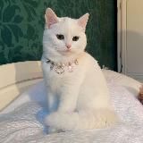 Логотип @topicsforyou1 - 🫶|темы и языки|🫶