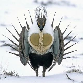 Логотип @toplinkschat - 🔥Mixer ЧАТ🔥