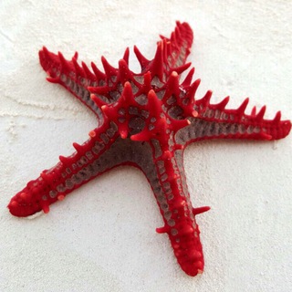 Логотип @topsets2020 - 🇺🇦 StarParty