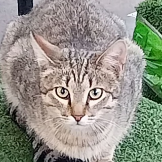 Логотип @topshmotwildberies - Newsoft corporation: Appcats