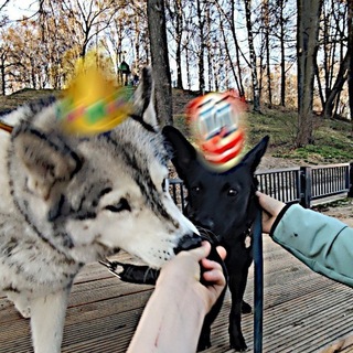 Логотип @toptik_toppp - 2 принцессы и 1 король 👑