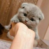 Логотип @topvideoo3 - top.videoo3