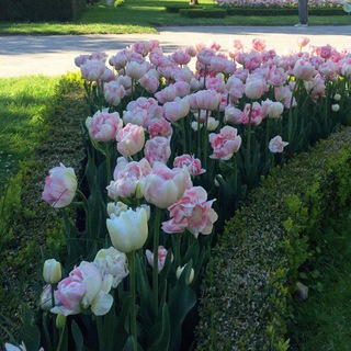 Логотип @toreasons - reason