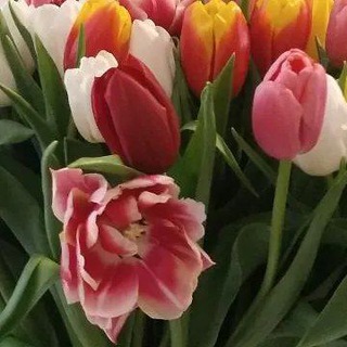 Логотип @torsunov - Законы счастливой жизни