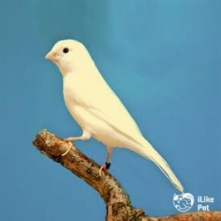 Логотип @toshken_qushlari - Канарейка_Узб