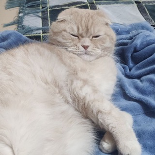 Логотип @toshun2 - тошун