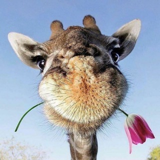 Логотип @tour_putevki - Travel -туры по всему миру🌏