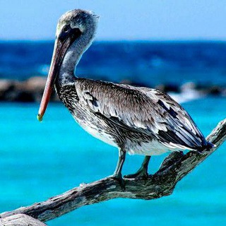 Логотип @tourspb_msk - Туры Москва!Петербург!