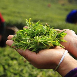 Логотип @tovarrochka - ЧАЙНЫЙ ЧИБАМБОЗ | Китайский чай 🍵