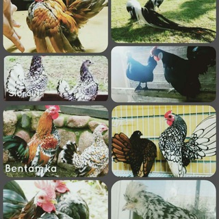 Логотип @tovu_hazina - FAQAT KICHKNA ZOTLAR🐓