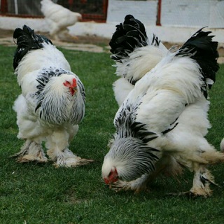 Логотип @tovuq_bozori_parkent - 🐓🐥ToVuQ BoZoRi 🐣🐓