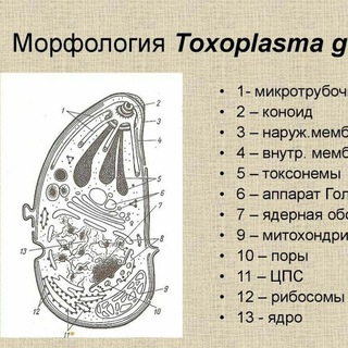 Логотип @toxoplasmagondii1 - (Обсуждение лечения и т.д. в чате канала). Токсоплазмоз Токсоплазма Toxoplasmosis Toxoplasma gondii Болезнь Бехтерева (Лечение)