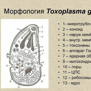 Логотип @toxoplasmagondii1behtereva - Токсоплазма. Токсоплазмоз. Лечение. Анализ. Мифы. Toxoplasmosis Toxoplasma gondii Болезнь Бехтерева