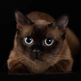 Логотип @toybobliks - Гоша и Мачо