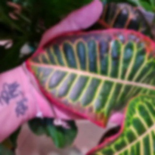 Логотип @tplantss - TPlants 💛💚❤️