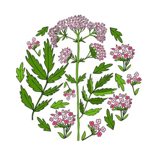 Логотип @tr_avnik - МАНИН ЧАЙ🌸🌿