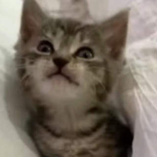 Логотип @tradeinvestandcat - DrunkenCatsDao