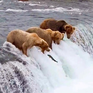 Логотип @tradinggirl - Trading Girl