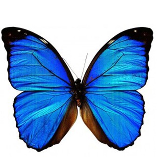 Логотип @traj3ctory - TRAJ3CTORY (“Testimonial”-like prospective trajectory follow-up of HOM3OSTASIS | 3V3LV3)