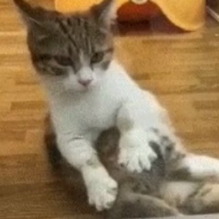 Логотип @trapofelidae - Котообразие Felidae и не только