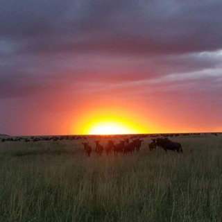 Логотип @travel_plus_tourism - Travel and Tourism🐆🦏🦁🐒